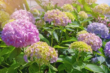 Obituario de Carmen Hampton