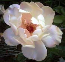 Obituary of Julie Lynne Zimmerman