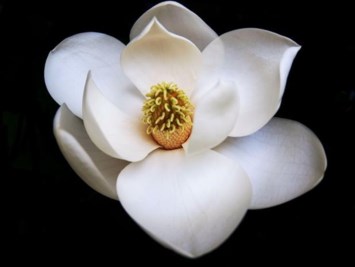 Obituary of Antoinette Johanna Szymanowski