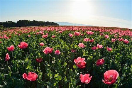 Obituary of Linda Christine Anderson