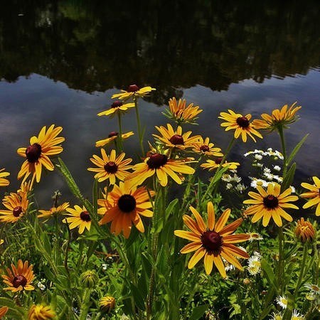 Obituario de Lenore K Donow