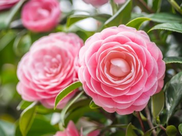 Obituary of Helen Arlene Lynch