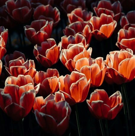 Obituary of Mary Reed