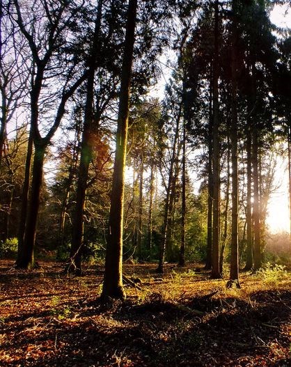 Obituary of Edward Ackerman