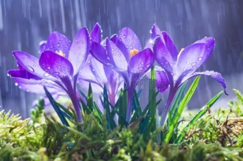 Obituary of Viola Janelle McMurray