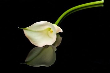 Avis de décès de Evelyn Mary Murray