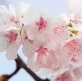 Obituary of Vilma Vidal Quidgley