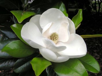 Obituary of Patsy R. Luke