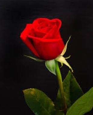 Obituary of Nina C Zarrella