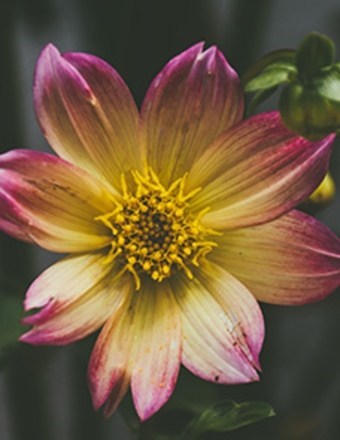 Obituary of Deborah Jean  Seagraves