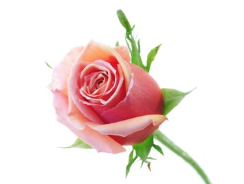 Obituary of Carla Ann Pierson