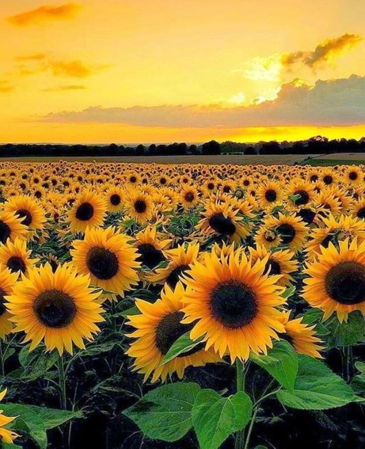 Avis de décès de Michelle Elaine McGee