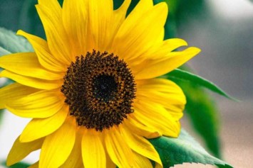 Obituary of William Lee Browder