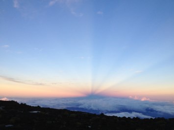 Obituary of Yale David Tauber