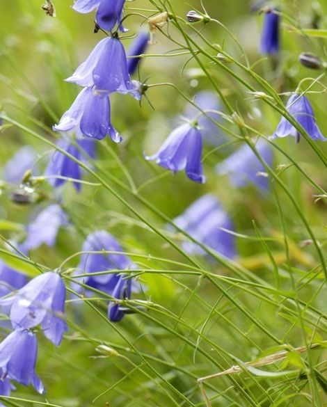 Obituary of Martin Fenton Forrer