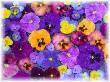 Obituary of Beverley Alice Walls