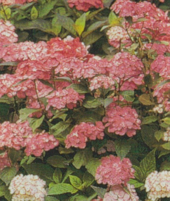 Obituary of Doris E. Bozman