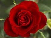 Obituary of Betty Morrow Boyette