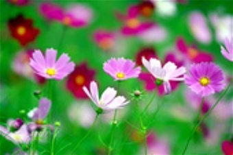 Obituary of MARCIA ELOISE WALTERS