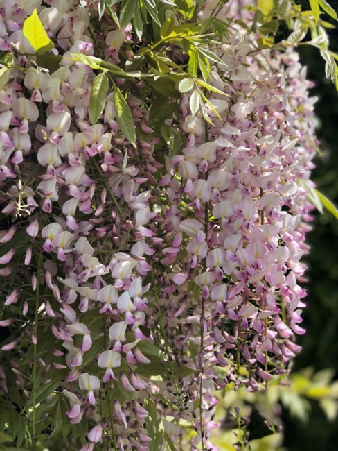 Obituary of Michael Ralph Weeks