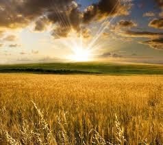 Obituary of Saraphine Sandra Cowley