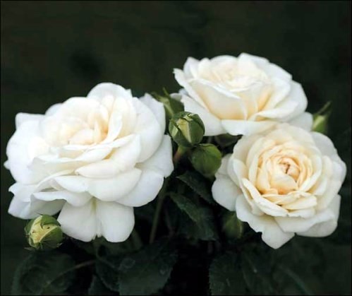 Obituary of Donna Mae Moore