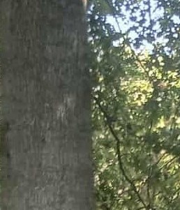 Rick Rye Richard Rye Obituary - Rogers, AR