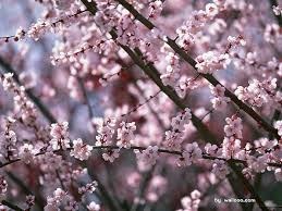 Obituary of Sam Price