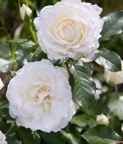 Obituary of Julie Diane Uygur