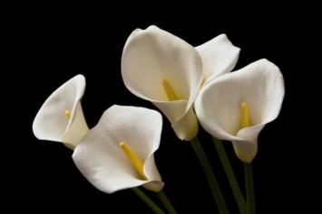 Obituary of Steven Randall Schalk