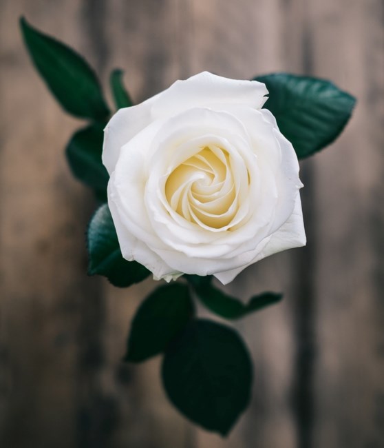 Obituary of Emma Vargas Williams