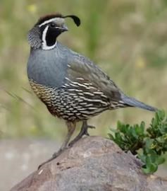 Obituary of William Boardman