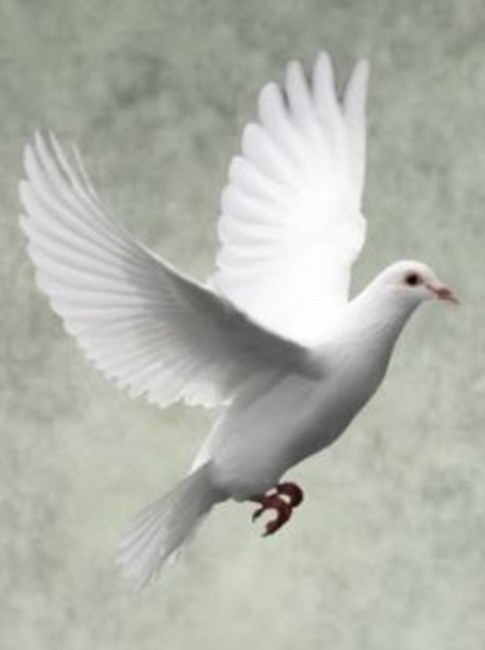 Obituary of Stewart Gerald Gosse