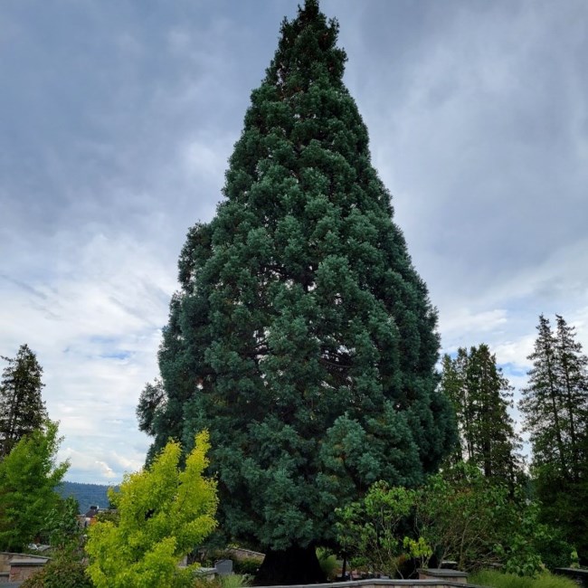 Obituary of Theodore Clark Broberg