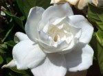 Marjorie Hillhouse