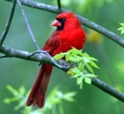 Obituary of Toni Goldsmith