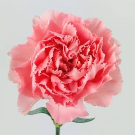 Obituary of Arlene Joyce Lux