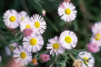 Obituary of Theresa Morales