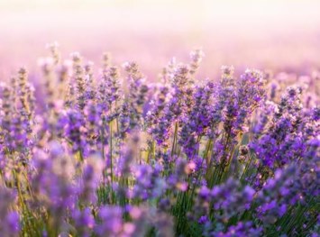 Obituary of Rita Virginia Watkins