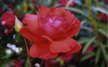 Obituary of Sybil A. Hutchinson Rindone