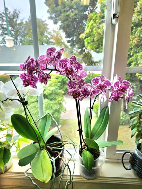 Obituary of Bà Trần Thị Huệ