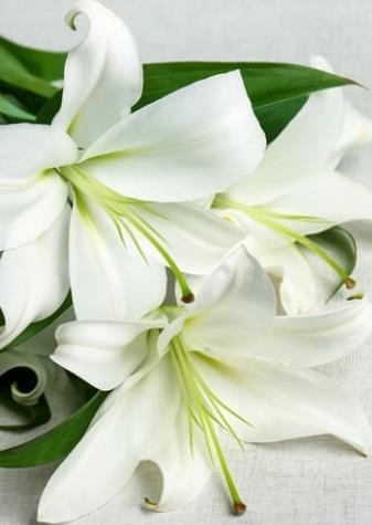 Obituary of Beatrice Julia Steinberg