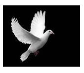 Obituary of Hector Arevalo