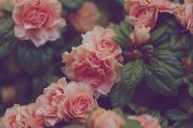 Obituary of Marion Frances Williamson