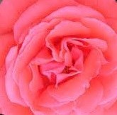 Obituary of Mary Ann Graham Norris