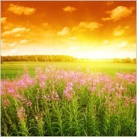 Obituary of Georgia Deloris Wilson