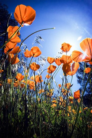 Obituary of Eloisa Elias De Rodriguez