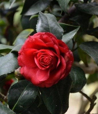 Obituary of Virginia James