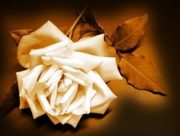 Obituary of Ruby Evelyn Brown