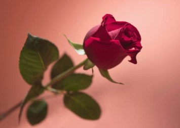 Obituary of Alberta J Hoover